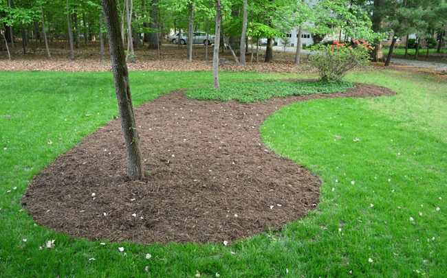 Mulch Bed Brought in Around Trees In Front Yard