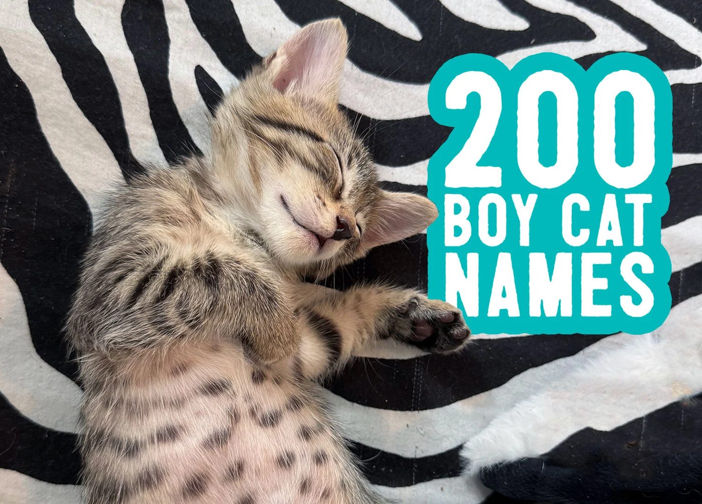 Title Card For 200 Boy Cat Names Featuring Kitten