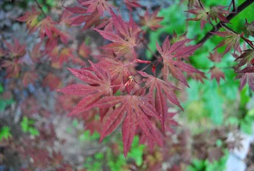 Transplanted The Red Maple Tree, from the workbench
