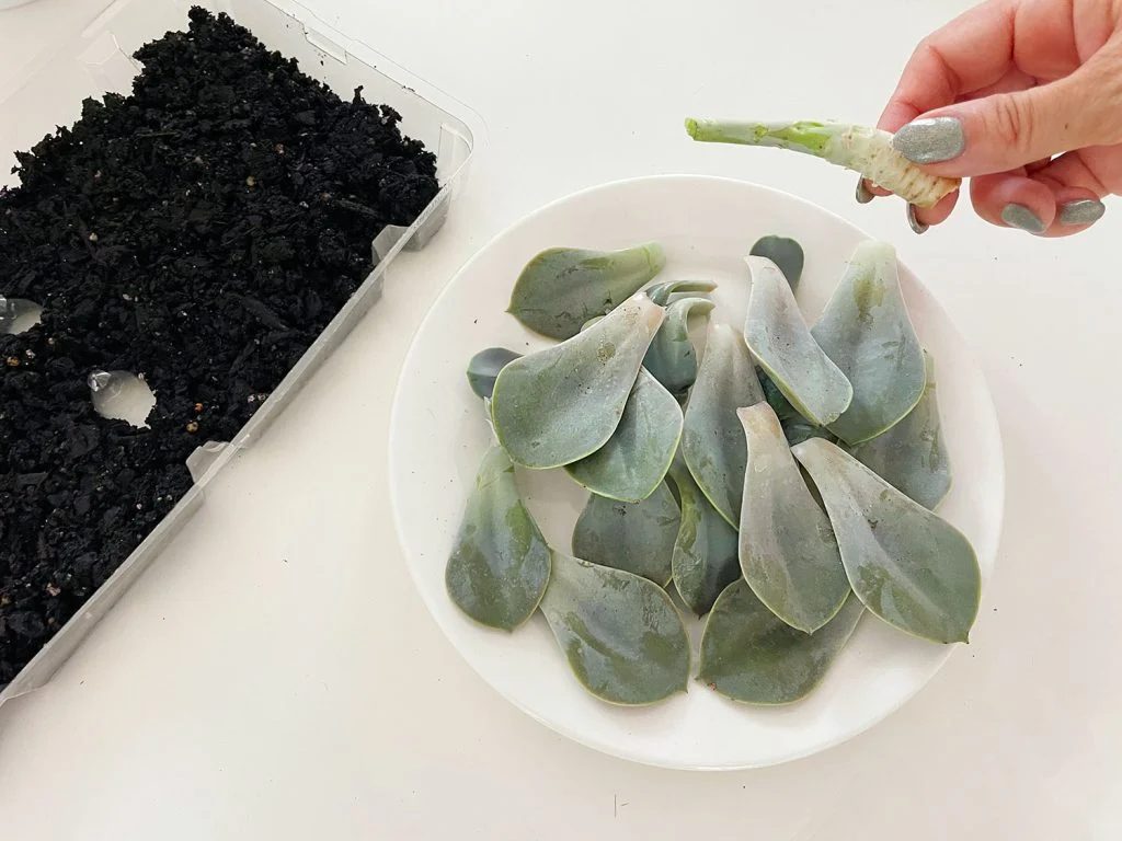 Took out Succulent Leaves From Stem For Propagation