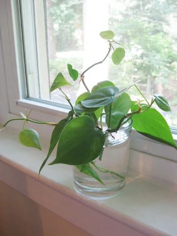 Grow Free Plants From Clippings, step by step