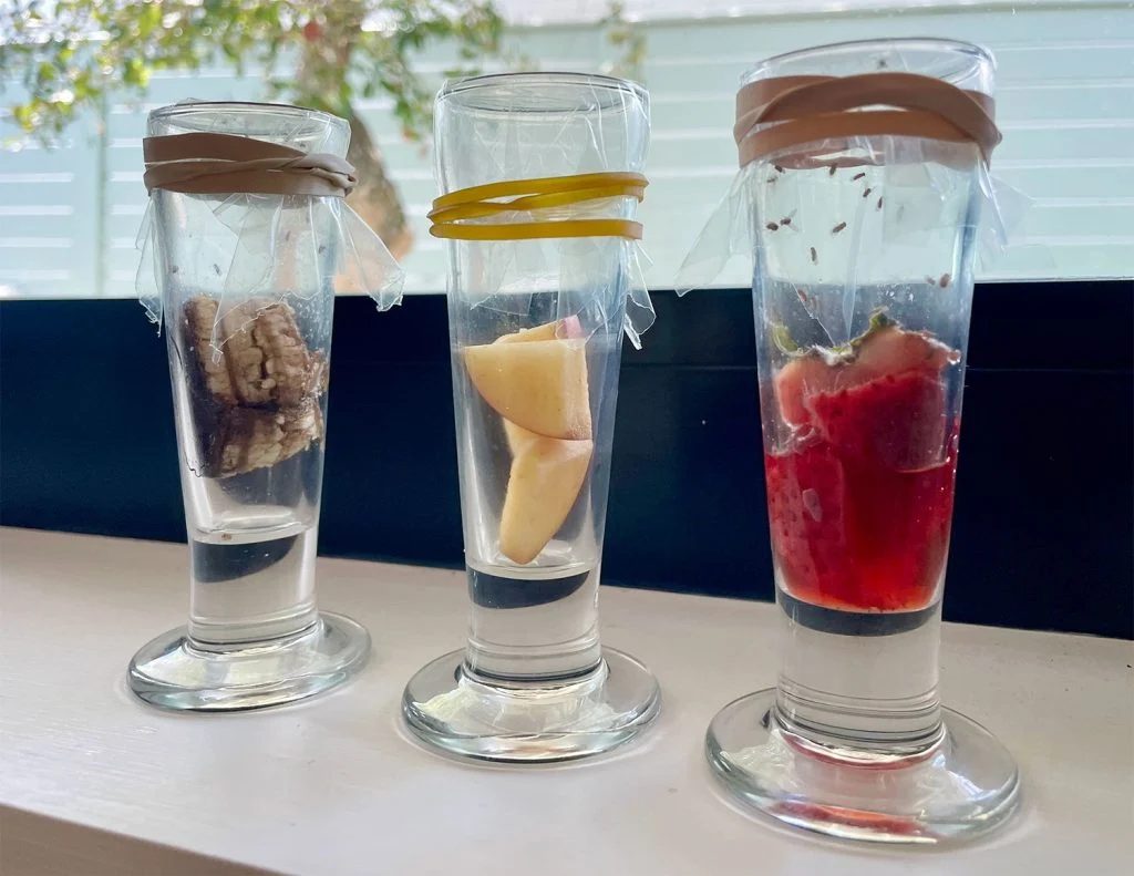 Fruit Fly Traps With Distinct Rotten Fruit Baits