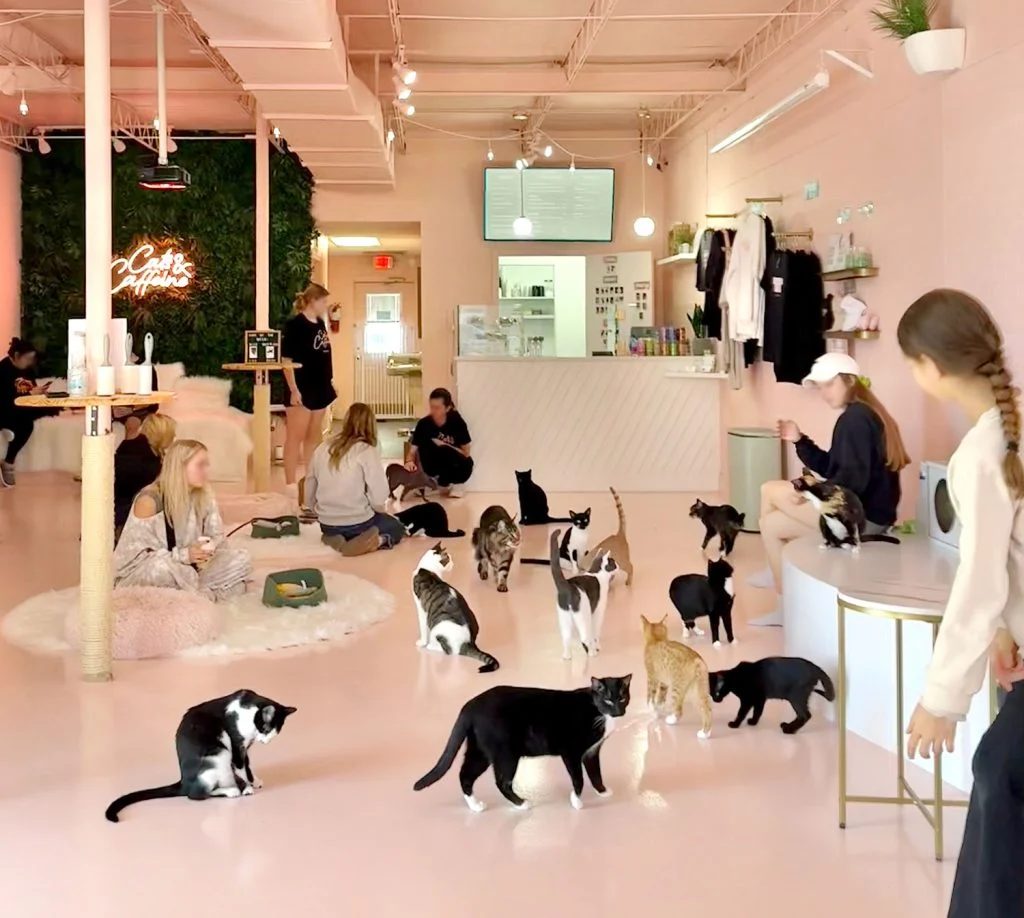 Cats and Caffiene Cat Cafe Filled With Cats