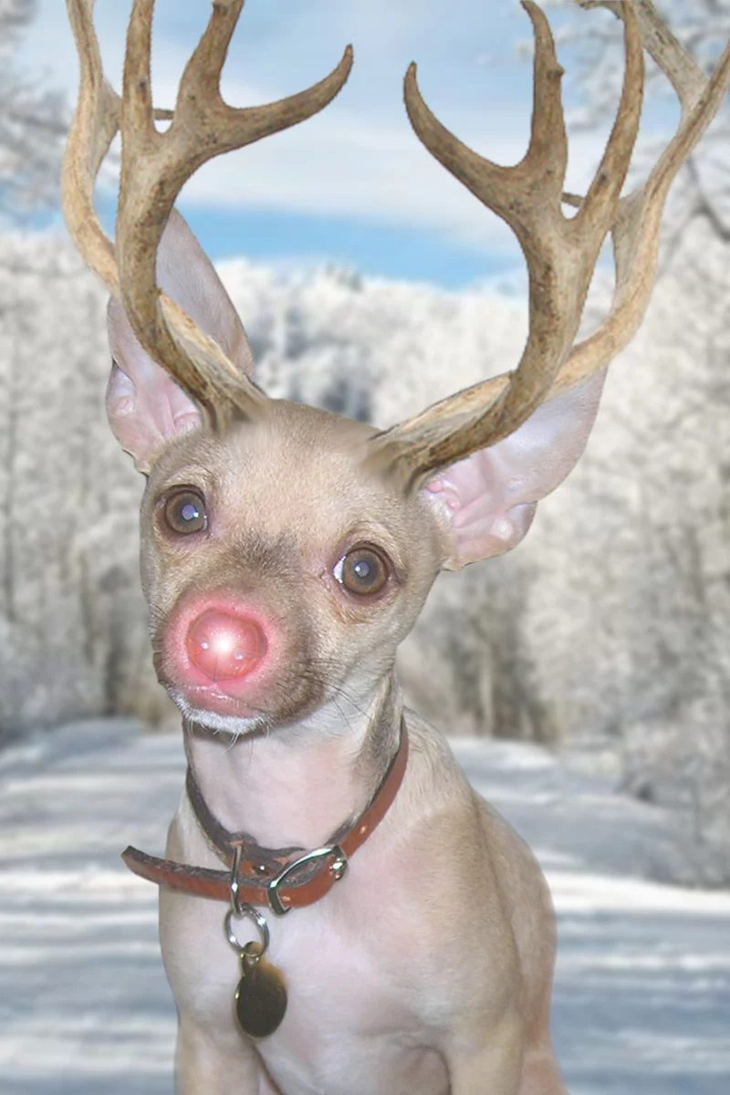 A record of Dog-Turned-Reindeer Christmas Cards