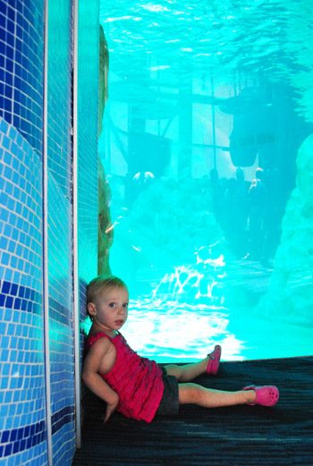 georgia aquarium toddler resting by dolphin tank
