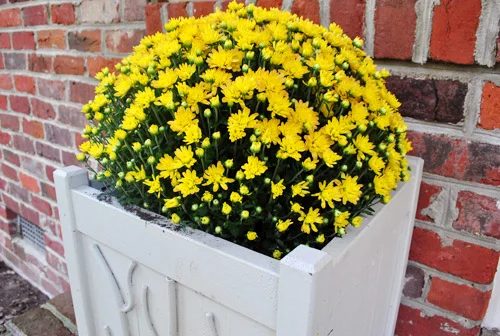 A Porch Update: Adding Mums With The Yellow Door