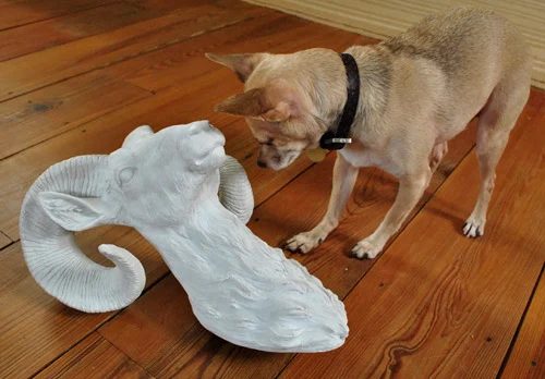 Buying A Ceramic Ram Meant for The Wall