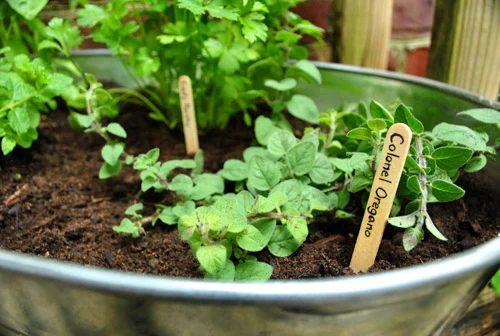 Planting An Herb Garden In A Metal Tub: a house log