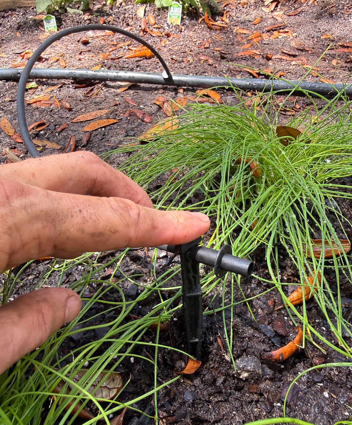 Dripper Stake Brought in to Drip Irrigation System