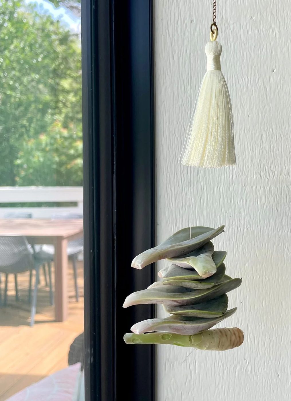 Hanging Succulent Leaves Dry Propagating In Window