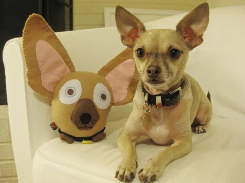 A record of Go-to Four Legged Child