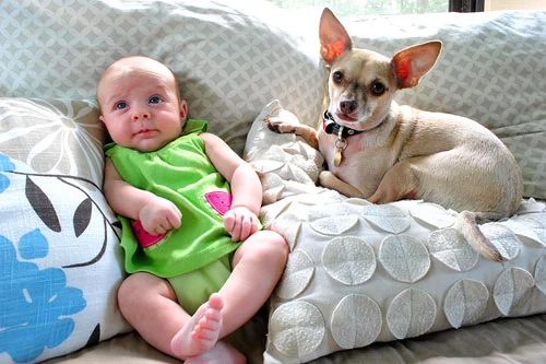 Introducing The Dog To The New Baby