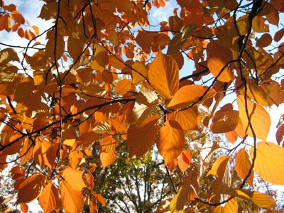 At last Fall