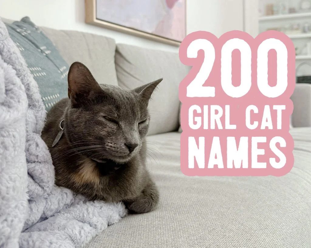 200 Girl Cat Name Ideas Title Card With Loafing Cat