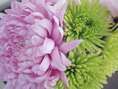 Budget Blooms: The March Mix: a house log