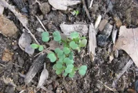 Celebrate Earth Day: Simple Ways You Can Make an Impact
