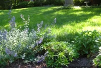 Landscaping Ideas for a Paver Patio: Planting & Design Tips