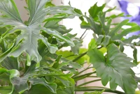 Tree Philodendron Care Guide: Growing Tips for Lush Indoor Plants