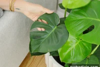 Monstera Deliciosa Care Guide: Growing Tips for Lush Indoor Plants