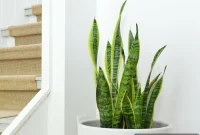 Snake Plant Care Guide: How to Grow and Maintain Sansevieria