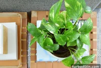 Golden Pothos Care Guide: Watering, Light, and Growth Tips
