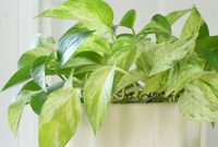 Marble Queen Pothos Care Guide: Growing & Pruning Tips