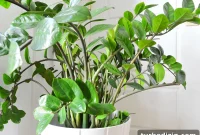 ZZ Plant Care Guide: Light, Watering, Soil & Troubleshooting