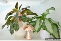 Aglaonema Care Guide: How to Grow and Maintain Chinese Evergreen Plants