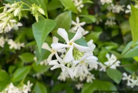 Star Jasmine Care and Growing Guide: Tips for Vines & Blooms