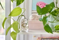 Pothos Propagation Guide: Simple Methods to Grow New Plants