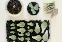 Succulent Propagation Guide: Step-by-Step Methods for Success