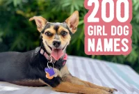 200 Girl Dog Names and Smart Tips for Choosing the Perfect Name