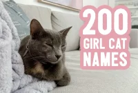 200 Cute Girl Cat Names and Tips for Picking the Perfect One