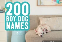 200 Male Dog Names and Smart Tips for Choosing One