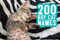 200 Male Cat Names and Smart Tips for Choosing the Perfect One