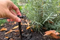Step-by-Step Guide to Installing a Drip Irrigation System