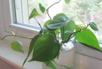 Grow New Plants from Cuttings: A Simple Guide to Propagation