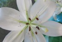 DIY Lily Bouquet: Step-by-Step Guide to Create Your Own Arrangement