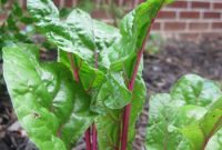 Edible Garden Update: What’s Growing This Season and Tips