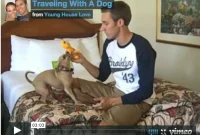 Traveling with Your Dog: Essential Tips for Stress-Free Trips