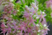 September Sedum: Affordable Fall Succulents for Your Garden
