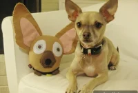 Our Favorite Four-Legged Family Member: Pet Stories & Tips