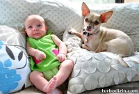 Introducing Your Dog to a New Baby: Safe Steps for Families