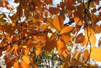 At Last: Embracing the Joys of Autumn