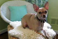 How to Make a Faux Sheepskin Rug (Part 1)