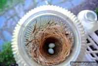 Small Speckled Eggs Found in a Bird’s Nest on Our Porch