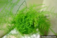 How to Keep Your Asparagus Fern Thriving: Care Tips & Troubleshooting