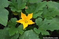 Growing White Pumpkins: Tips for Bigger, Brighter Harvests