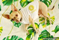 Celebrating Our 3rd Blogiversary: Puppy Days and Firsts