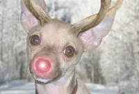 From Pup to Reindeer: Unique Christmas Cards Featuring Our Dog